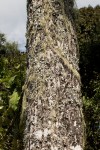 Cussonia spicata