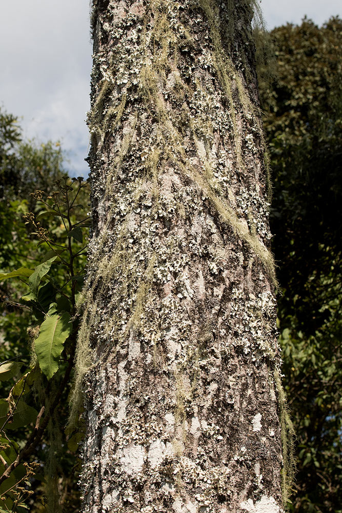 Cussonia spicata