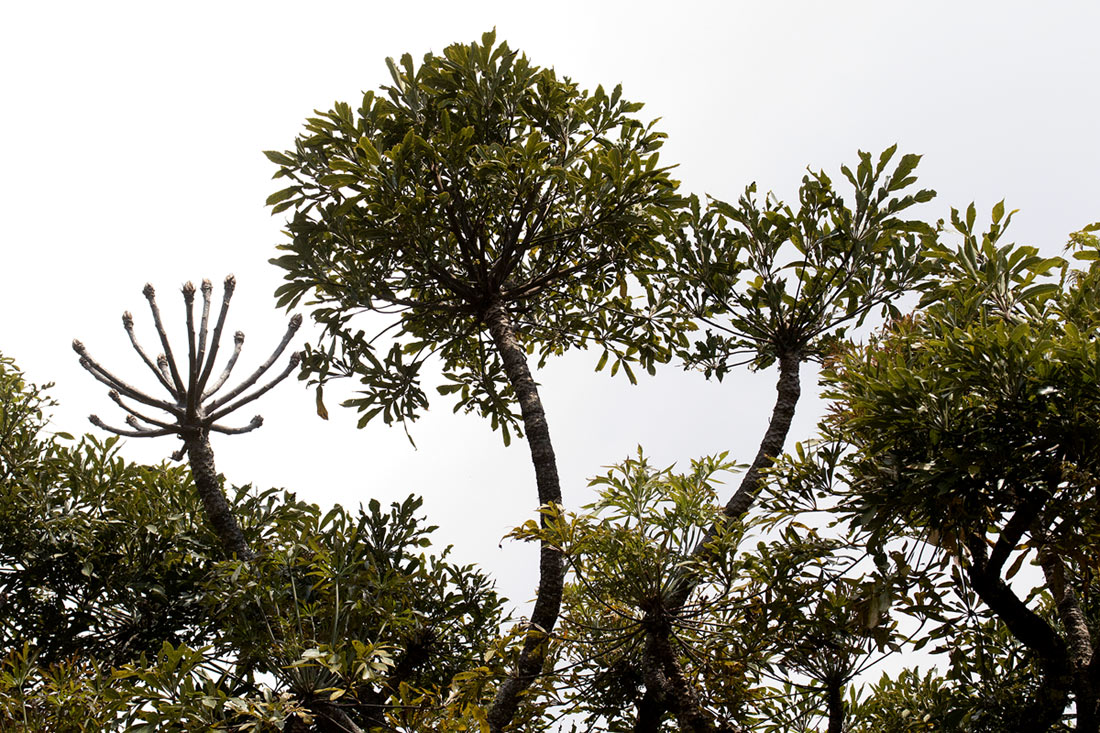 Cussonia spicata