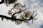 Cussonia spicata