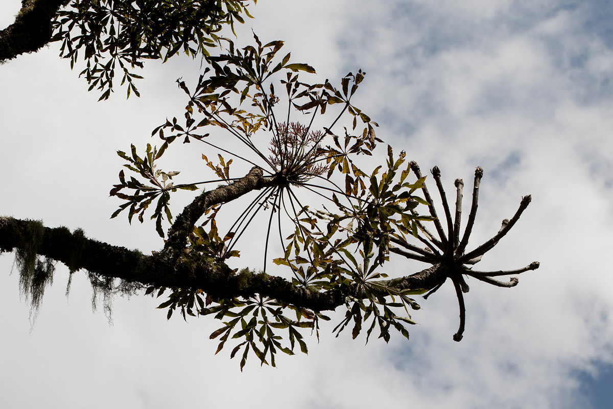 Cussonia spicata