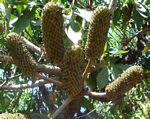 Cussonia spicata