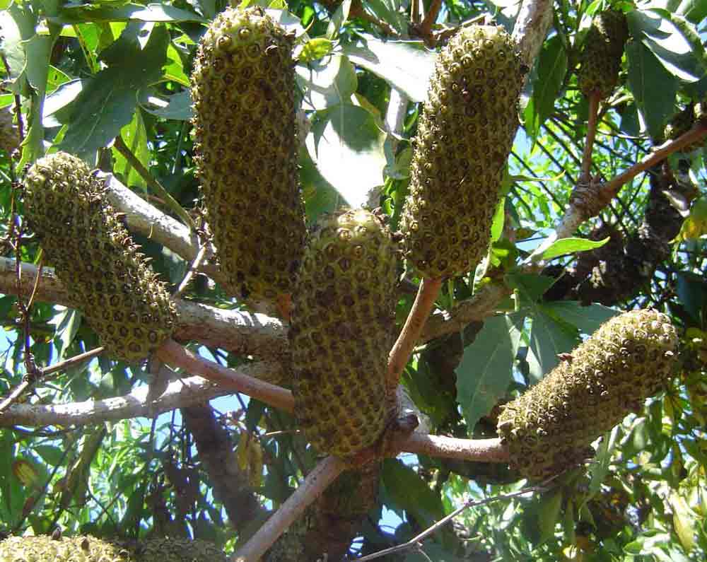 Cussonia spicata