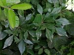 Cussonia spicata