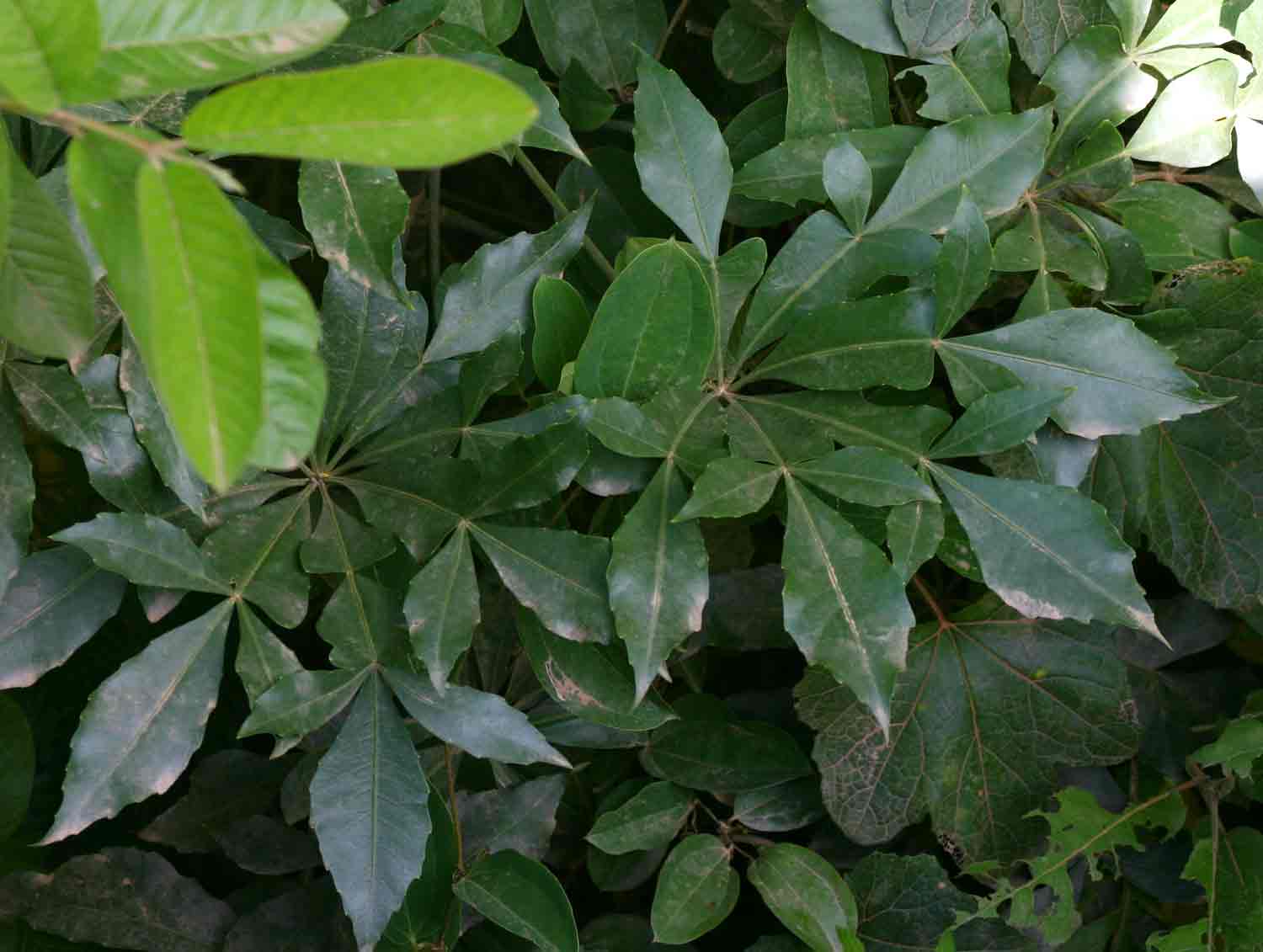 Cussonia spicata
