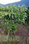 Cussonia spicata
