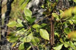Cussonia spicata