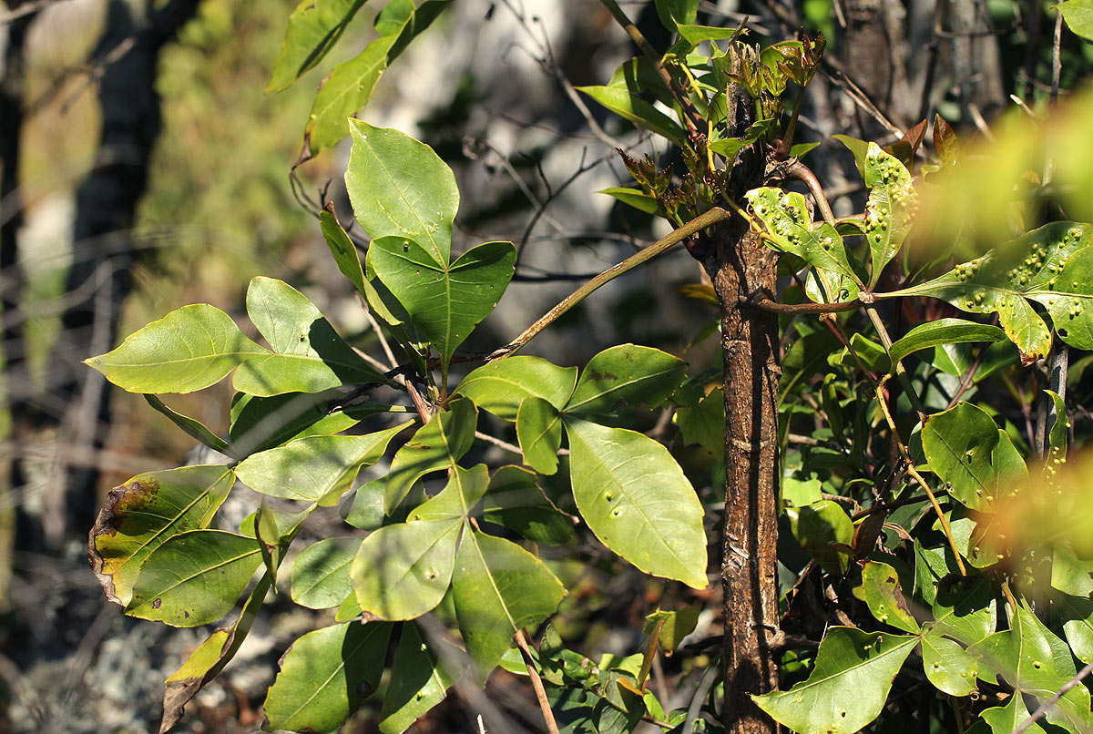 Cussonia spicata