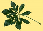 Cussonia spicata