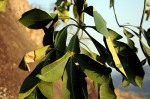 Cussonia spicata