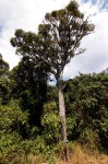 Cussonia spicata