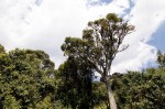 Cussonia spicata