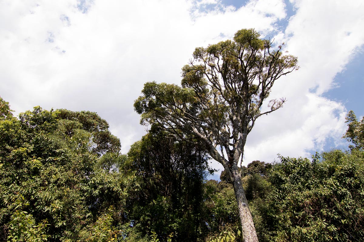 Cussonia spicata