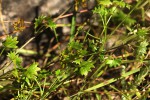 Centella obtriangularis