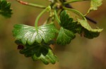Centella obtriangularis