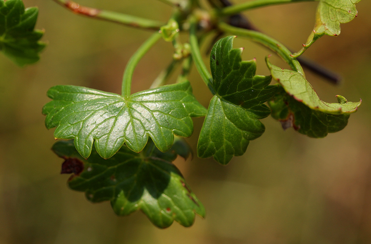 Centella obtriangularis