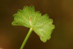 Centella obtriangularis