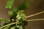 Centella obtriangularis