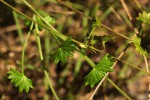 Centella obtriangularis