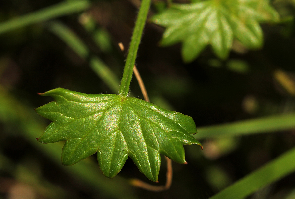 Centella obtriangularis