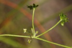 Centella obtriangularis