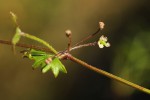 Centella obtriangularis