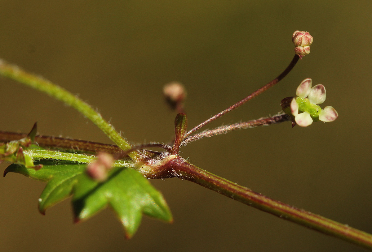 Centella obtriangularis