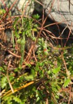 Centella obtriangularis