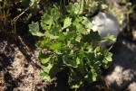 Centella obtriangularis