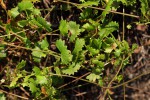 Centella obtriangularis