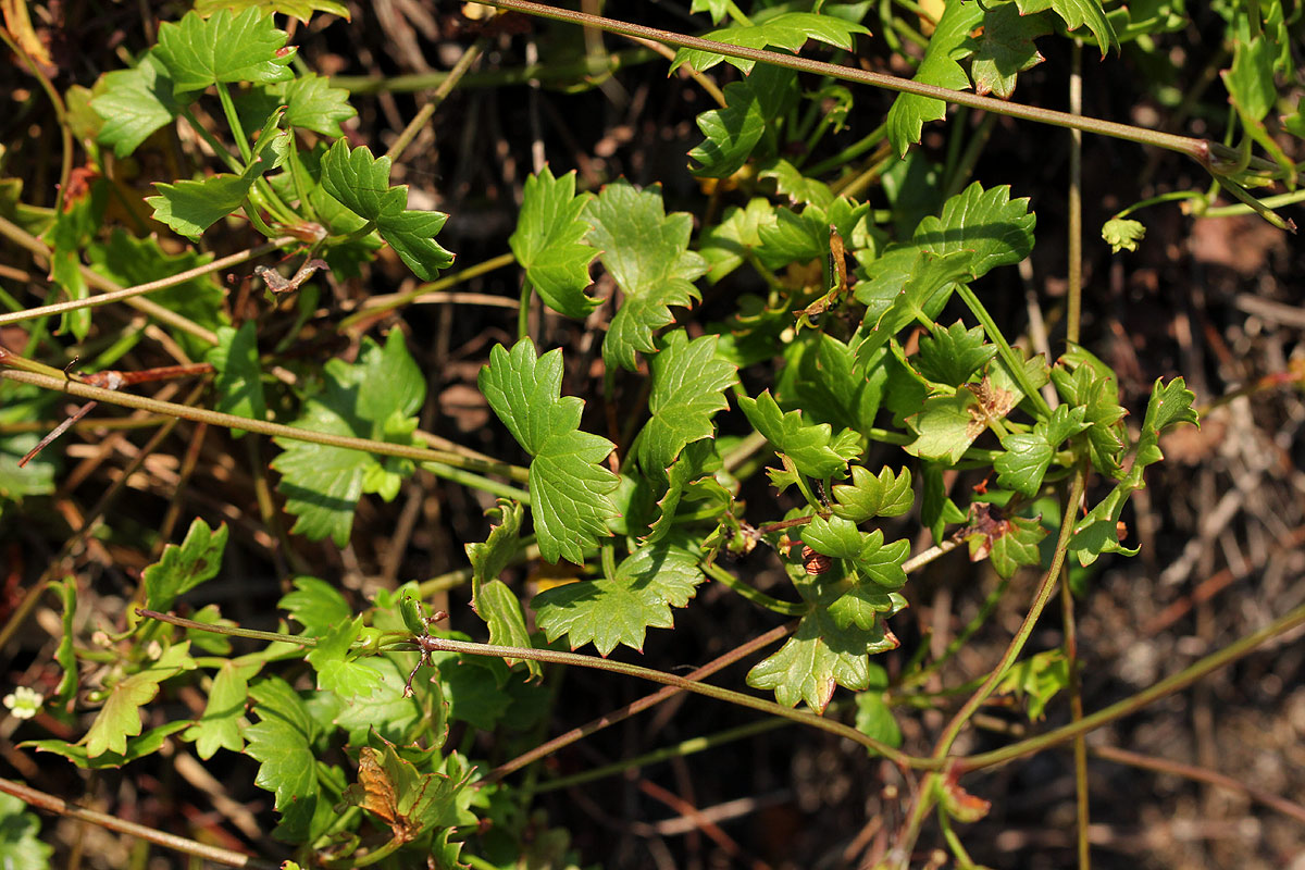 Centella obtriangularis