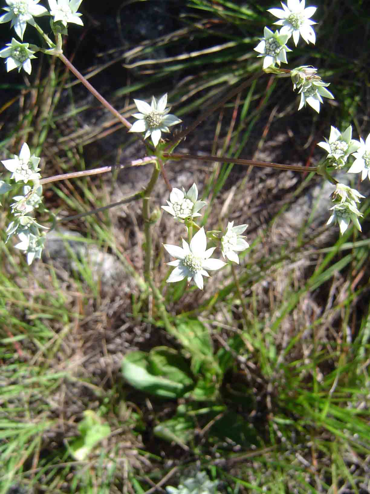 Alepidea peduncularis