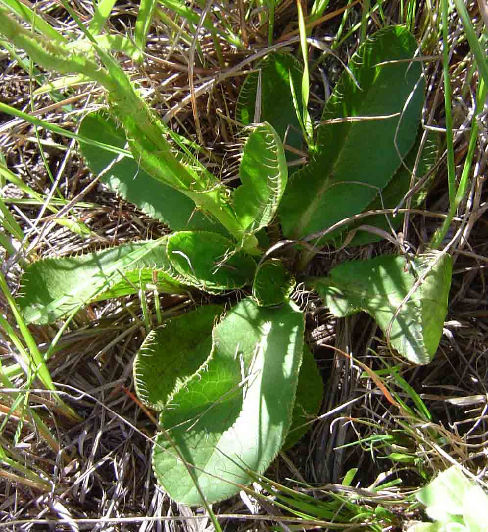 Alepidea peduncularis