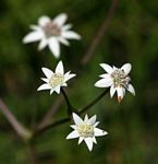 Alepidea peduncularis