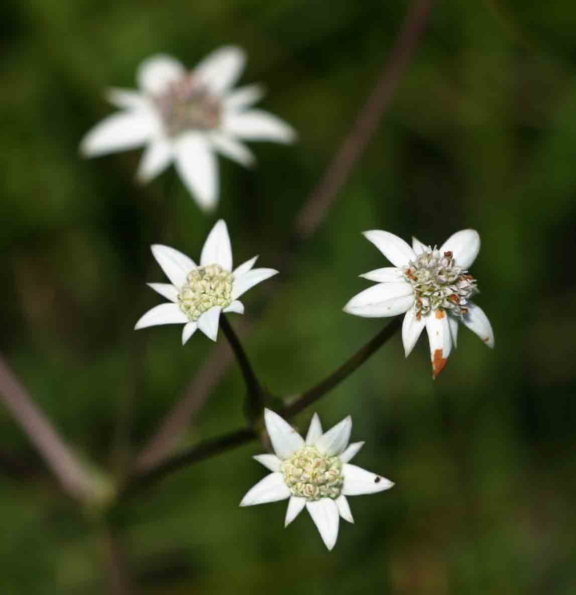 Alepidea peduncularis