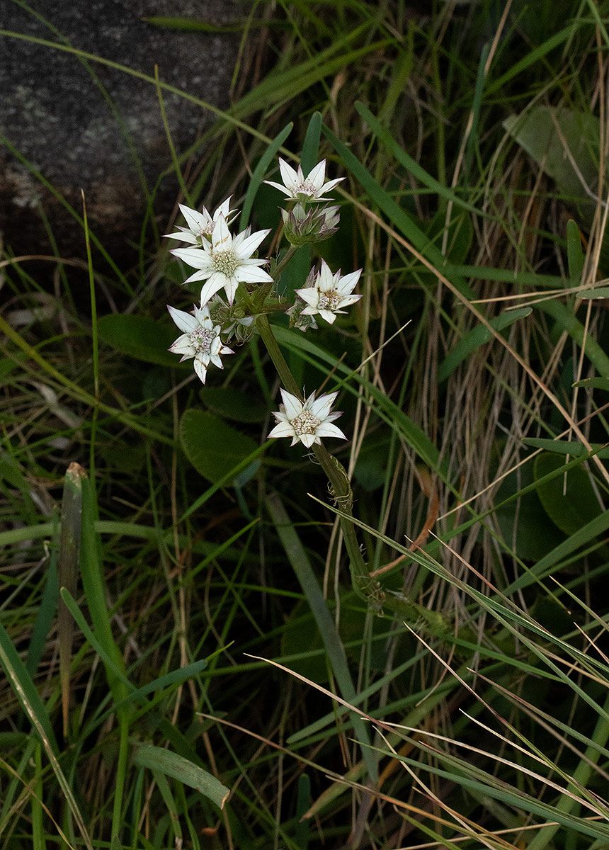 Alepidea peduncularis