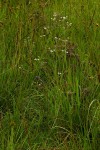 Alepidea peduncularis