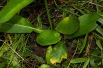 Alepidea peduncularis