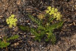 Agrocharis pedunculata
