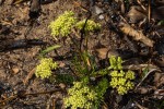 Agrocharis pedunculata