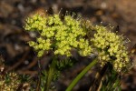 Agrocharis pedunculata