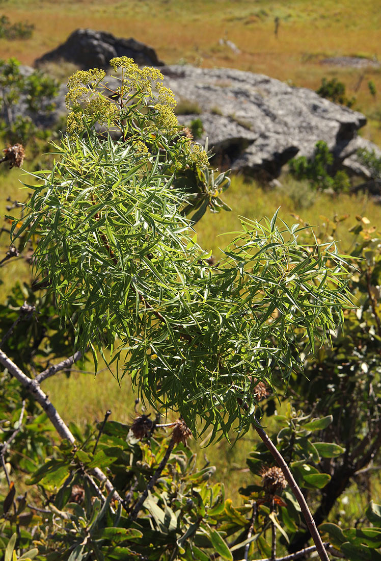 Heteromorpha arborescens var. montana