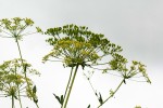 Heteromorpha involucrata