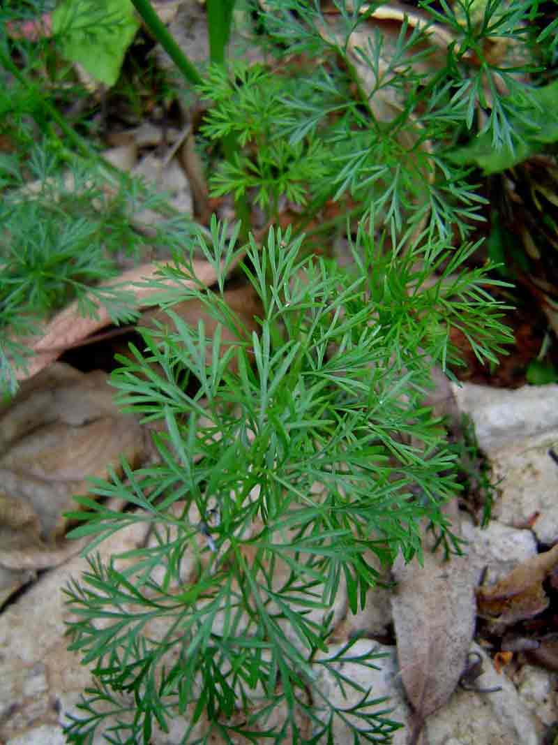 Apium leptophyllum