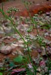 Apium leptophyllum