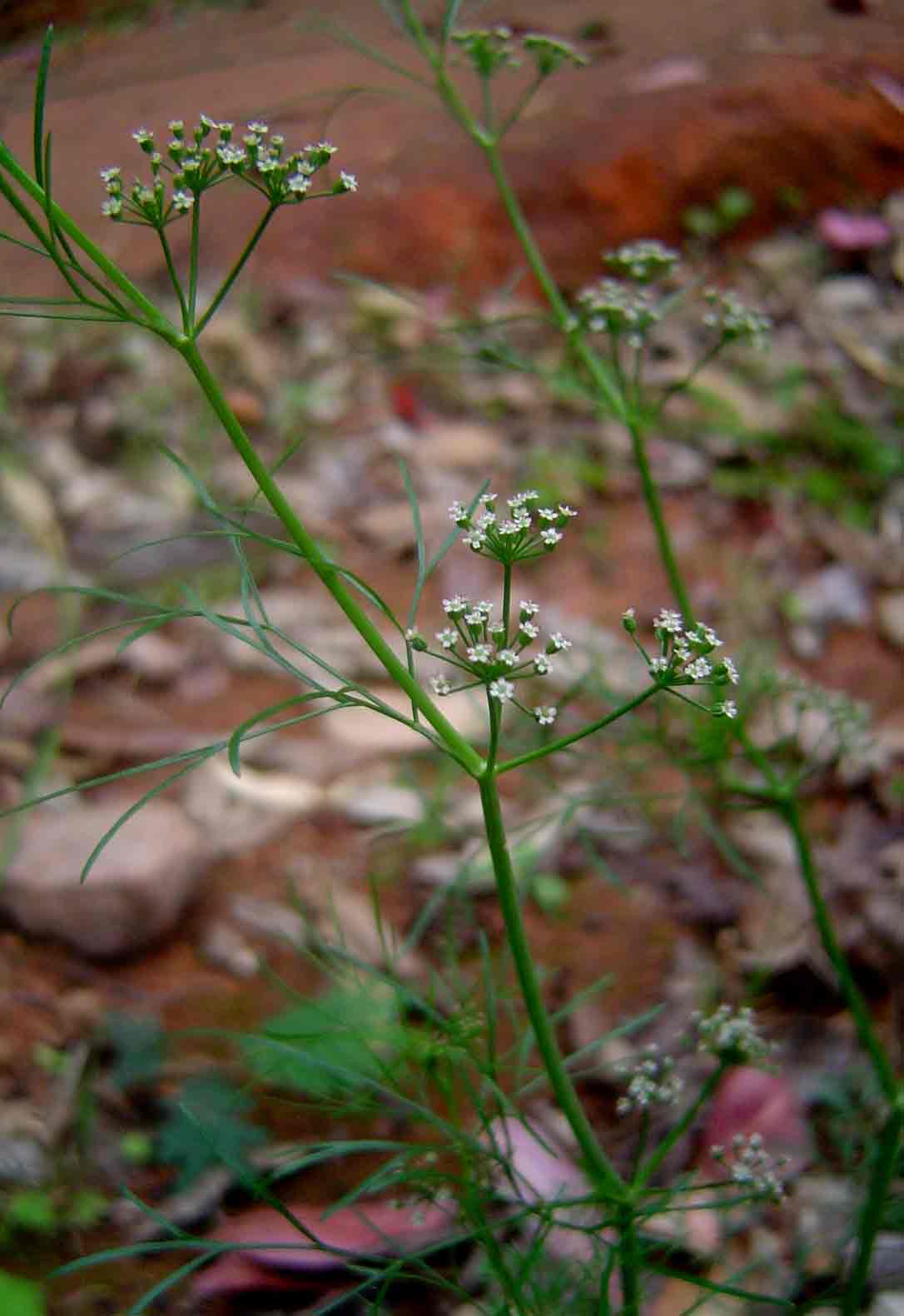 Apium leptophyllum