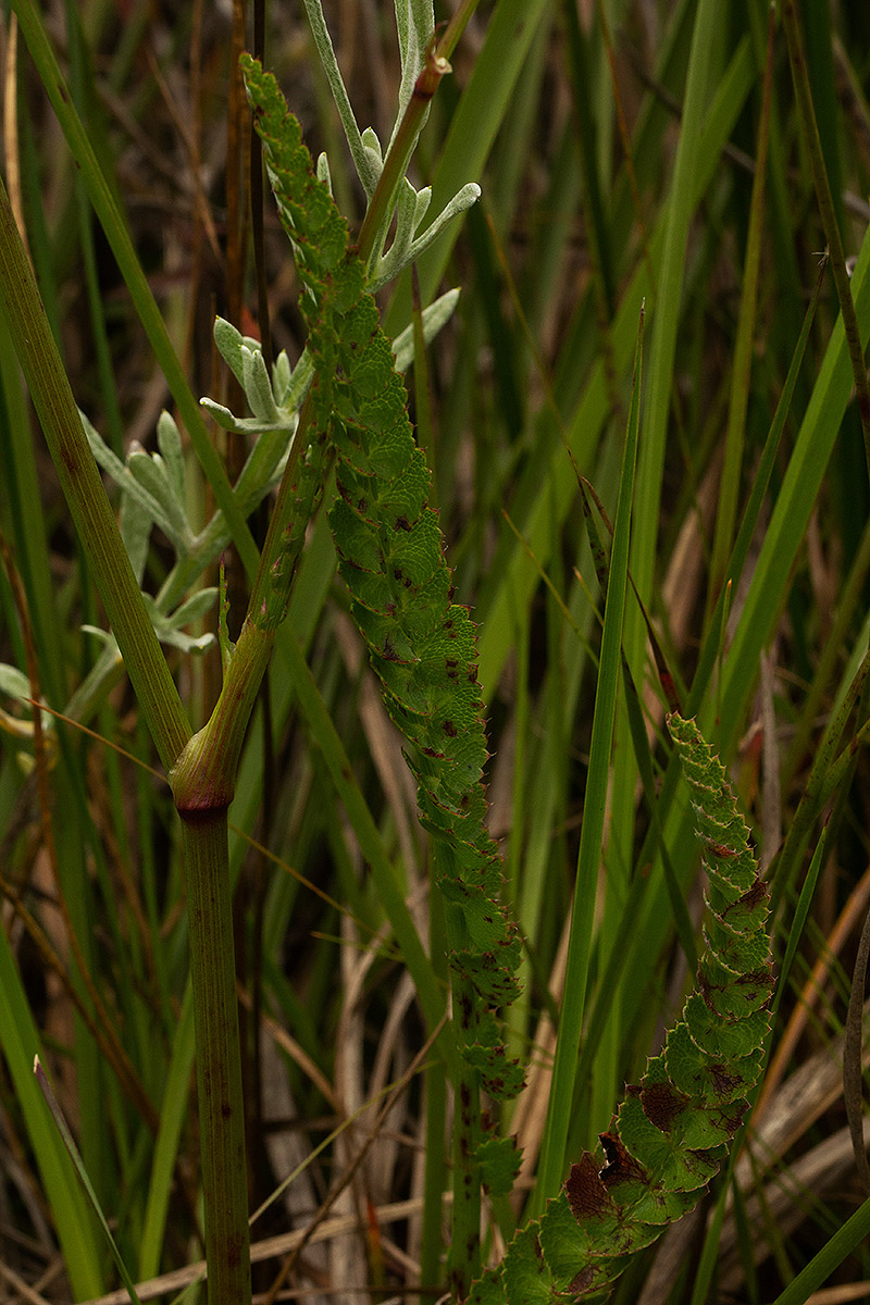 Afrocarum imbricatum