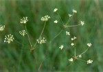 Afrocarum imbricatum