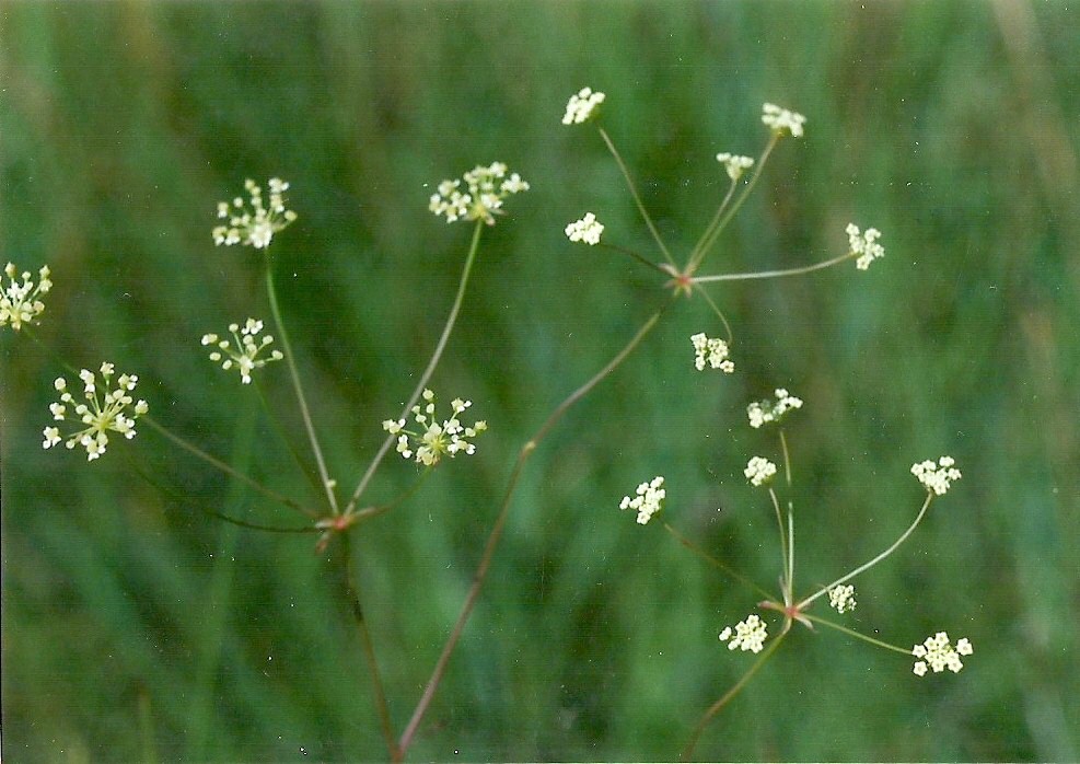 Afrocarum imbricatum