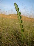 Afrocarum imbricatum